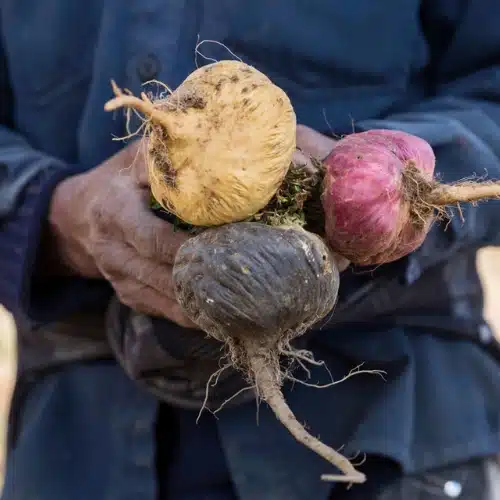 שורש מאקה טריקולור